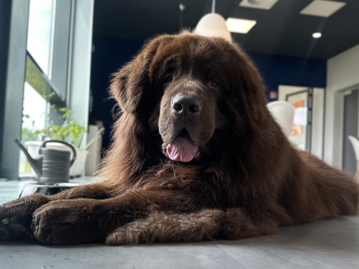 Deeks, a Newfoundland, lying on the office floor