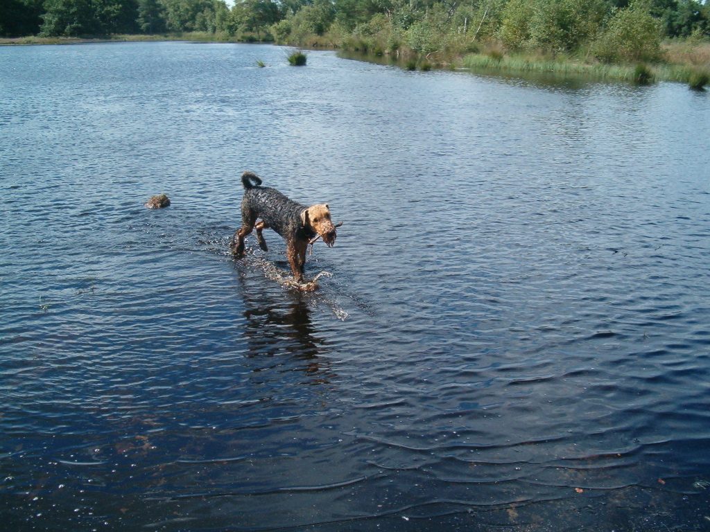 If it remotely resembled water, he would be in it.