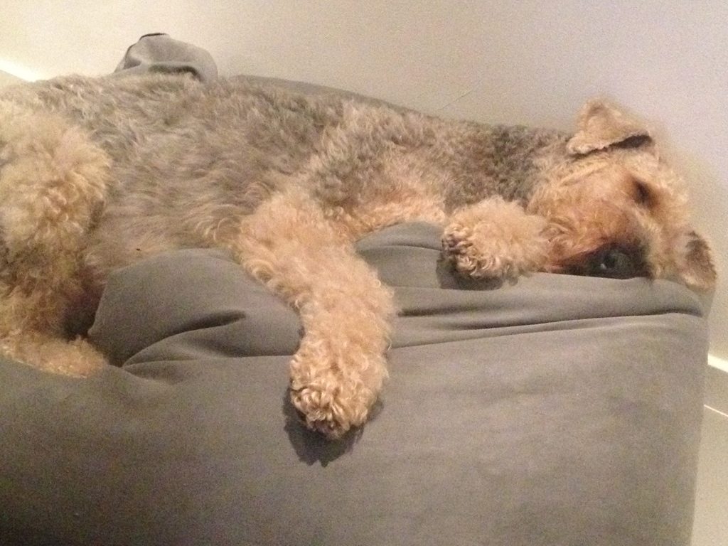 Naps were very important. He had a special talent for them too.